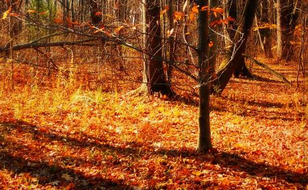 Fall dates